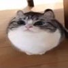cat core