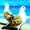 ali.khaled1715