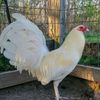 el.gallo.106