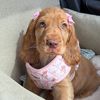 its_princesspenny