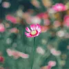 anh.ph.trn46