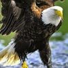 nawaz38260