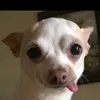 quanghuy3_5