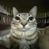wacll