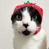 its_bugsy