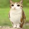mavchikmeow