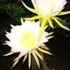 heliete.faria2