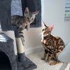 doubletroublebengalbros