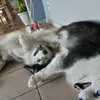 clarinha_.rotina4
