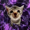 krienz_xk