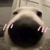 metraitungcuaa