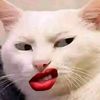 seng.hak738