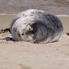 mr.seal.official1