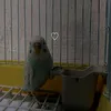 monsterkiora