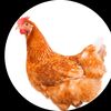 donteatkfc2