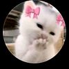 naag.nool241