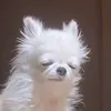 pupiupiu188
