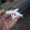 vnlantrnghiu