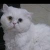 darin.tawil