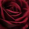bungapeony2