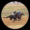 horse_48_