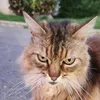 inacat