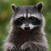 trashpanda2692