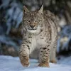 lynx05576
