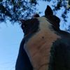 horses.are.amazin67