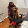 milo.the.dog05