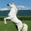 tiernoamanecer8