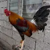 BJM COMBINE NICO FARM