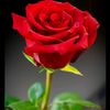 user7362115620926