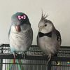 feathered._.friends