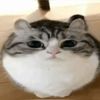 ii.luvuvro