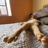 funnysleepycat