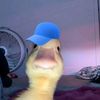 safa.l00