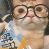 meaow.skunchai