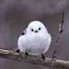 yamaystfi28