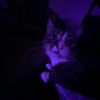 collettesigmacat