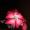 nhn.thnh7473
