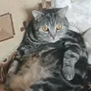 sugarlaaaaand