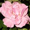 sulamita936
