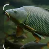 karp495