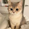 yukimeowwww