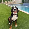 finnytheberner