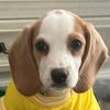 daisythelemonbeag1e
