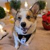 angieandpresley_thecorgi