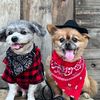 teddy.and.harley