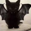 holiday_cat